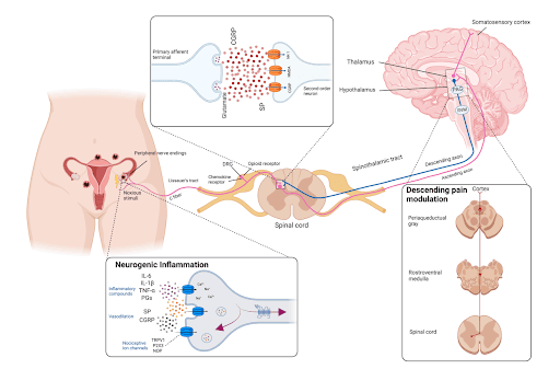 brain processes pain signals