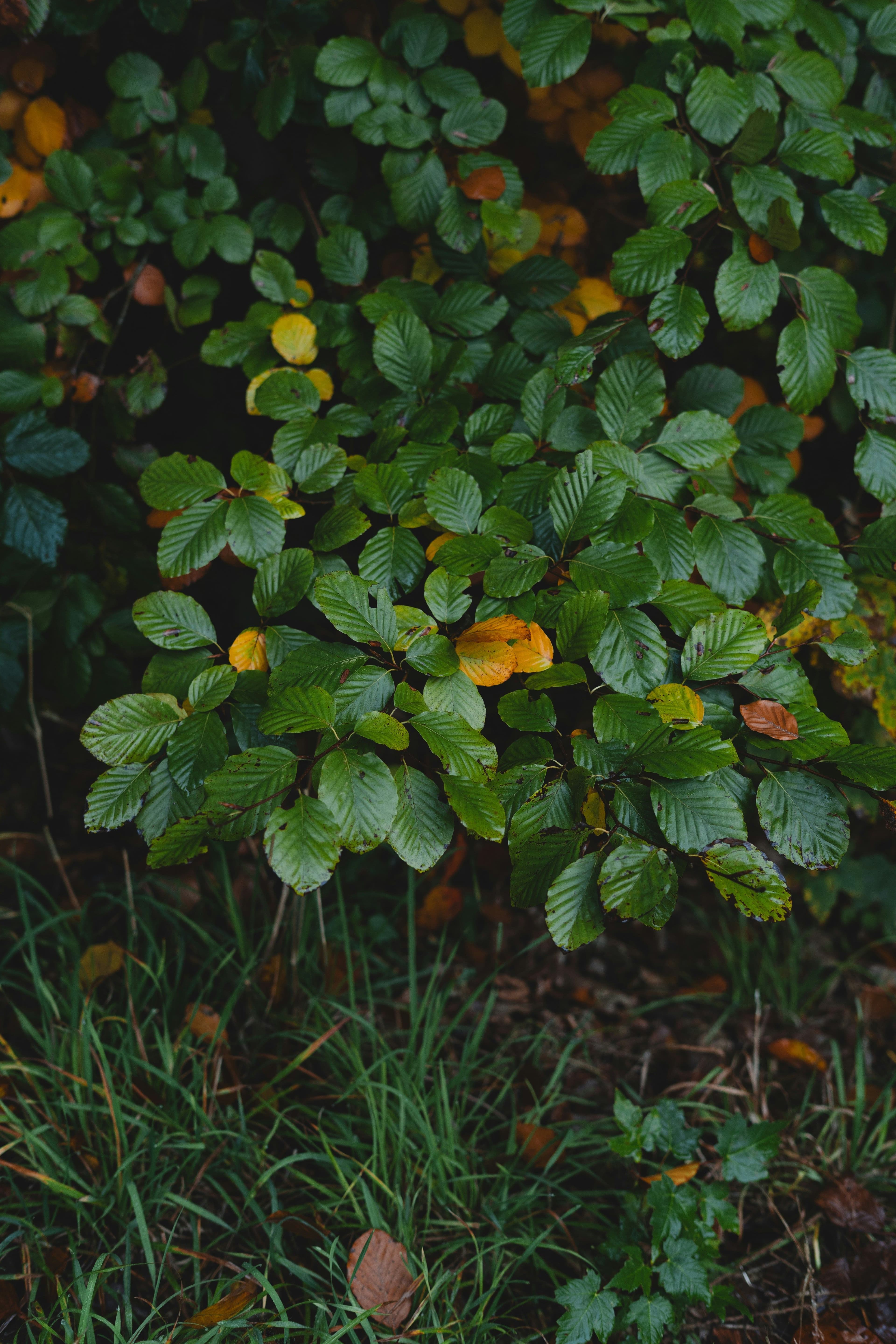 Green leaves and grass