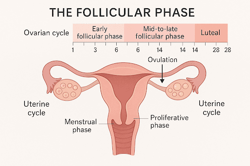 Follicular Phase