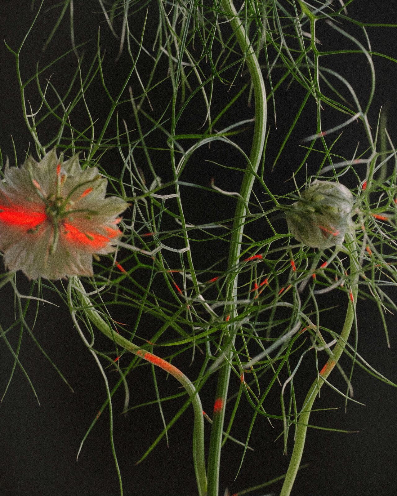 Abstract flowers/neurons