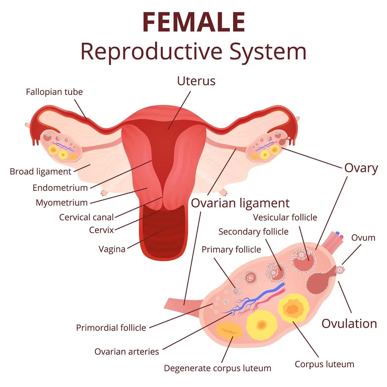 Female Reproductive Diagram