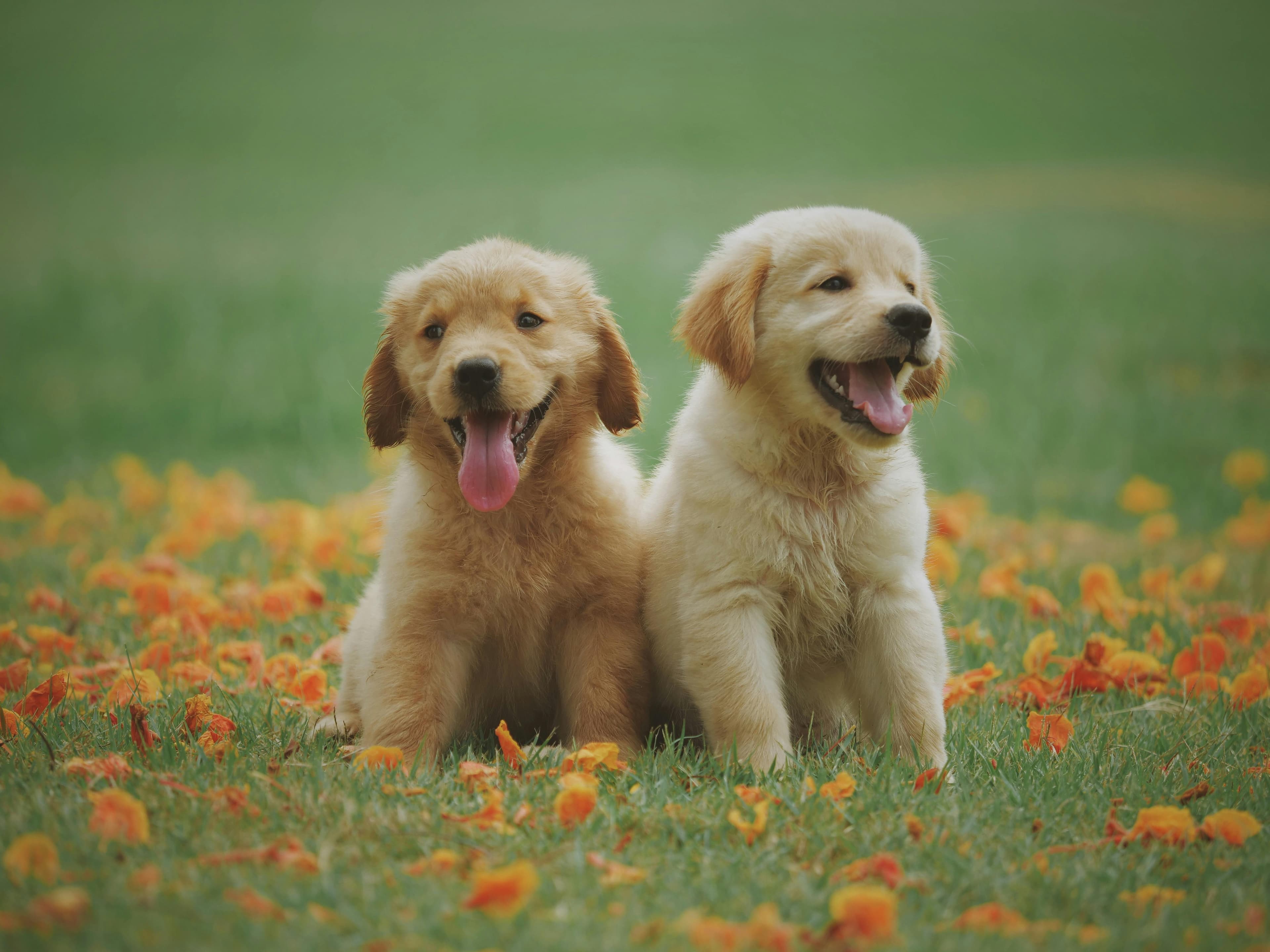 Two puppies looking happy in a field