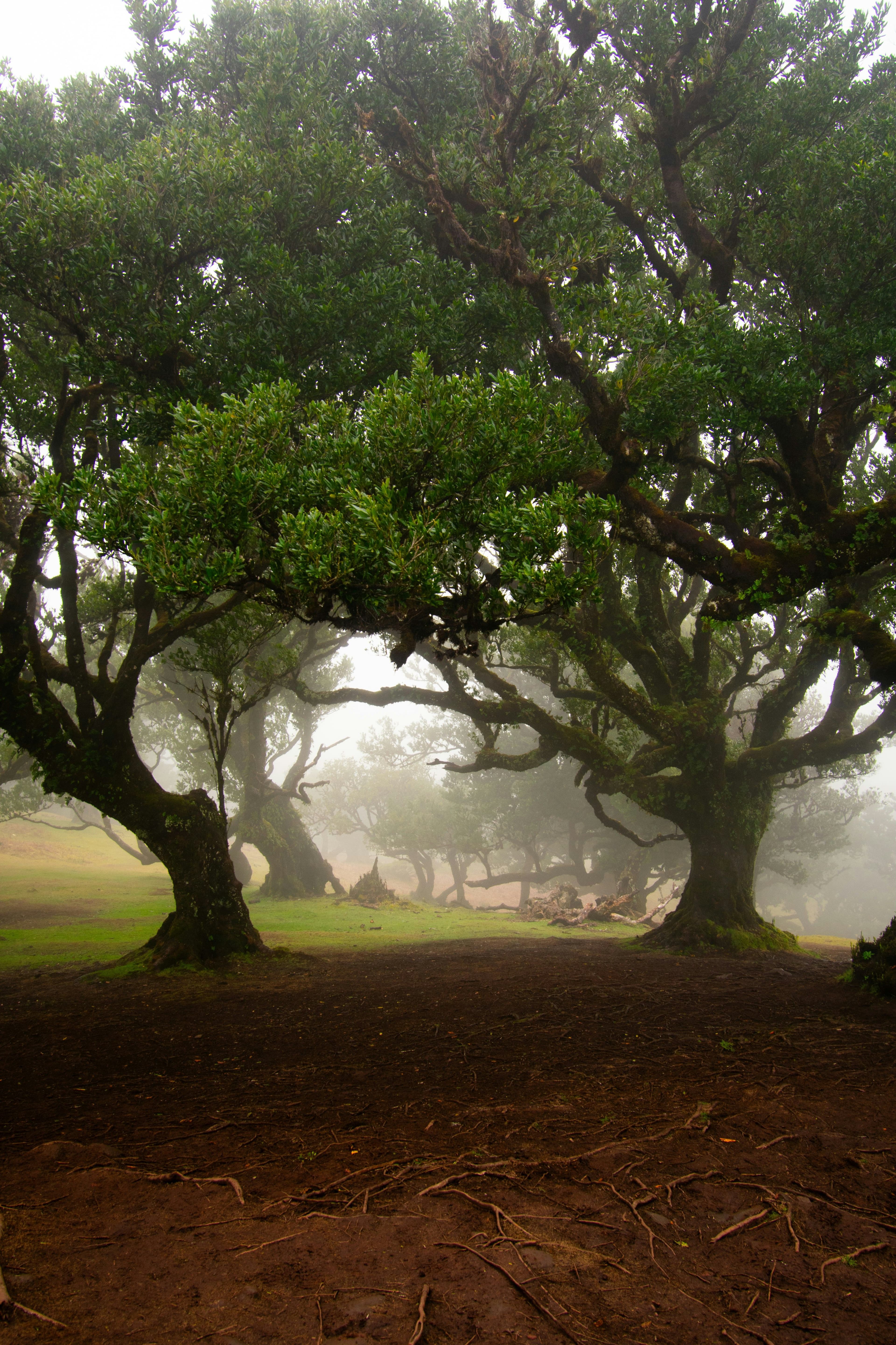 old tree in a foggy area