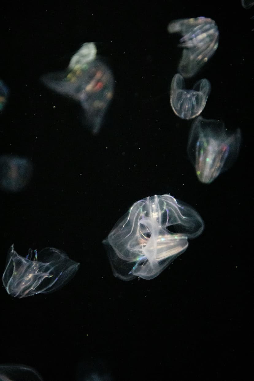 What are neurotransmitters